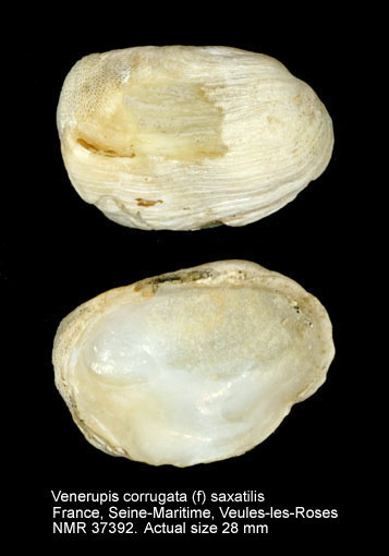 Venerupis corrugata (f) saxatilis.jpg - Venerupis corrugata (f) saxatilis(Fleuriau de Bellevue,1802)